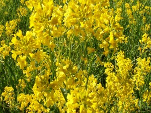 Postal: Flores amarillas en el campo