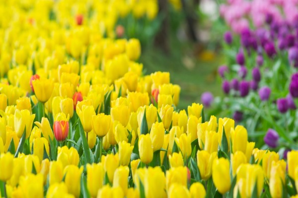 Tulipanes amarillos con gotas de agua