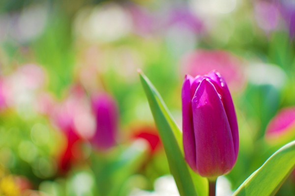 Tulipán de color fucsia