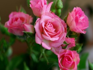 Postal: Ramo de rosas de color rosa