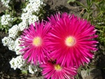 Flores brillantes de color fucsia