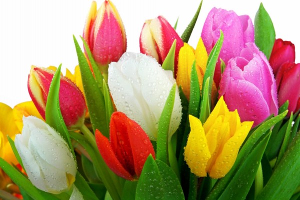 Tulipanes de colores con gotas de agua