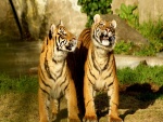 Tigres jóvenes