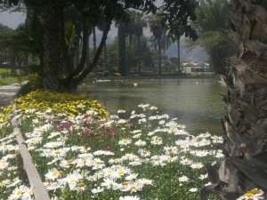 Postal: Flores junto al estanque