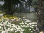 Flores junto al estanque