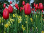 Tulipanes rojos y flores amarillas
