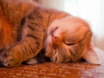 Gatito mimoso durmiendo