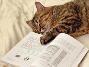 Gato dormido con una patita sobre el libro