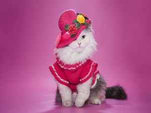 Postal: Elegante gatita con sombrero y vestido rosa