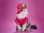 Elegante gatita con sombrero y vestido rosa