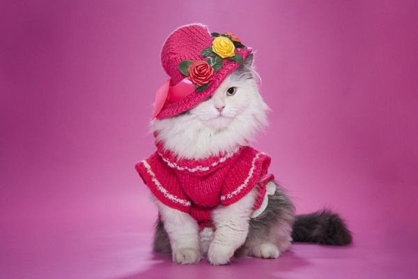 gatita con sombrero y vestido rosa (29396)