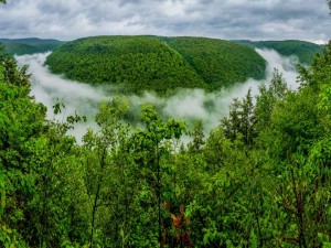 Postal: Gran Cañón de Pensilvania con niebla