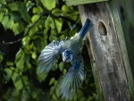 Bonito pájaro azulado