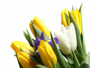 Postal: Ramo con tulipanes amarillos y uno blanco