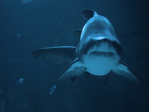 Cerca de un gran tiburón
