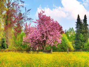 Flores amarillas y un árbol con flores rosas