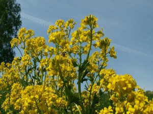 Abejorro sobre las flores amarillas