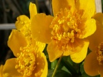 Flores amarillas con gotas de agua