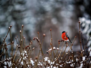 Pájaro rojo sobre las ramas nevadas