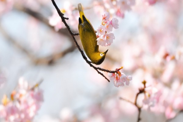 Pájaro posado junto a las flores