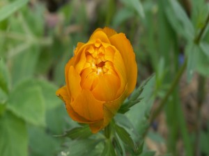 Flor cerrada de color naranja