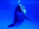 Delfín tras el cristal