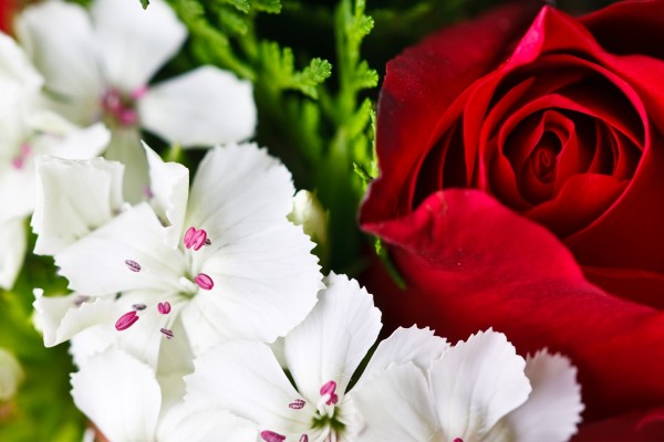 Flores blancas y una rosa roja