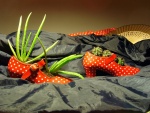 Cactus y aloe en los zapatos de flamenca