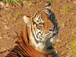 Un bonito tigre al sol