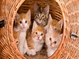 Gatitos en su cesta de mimbre