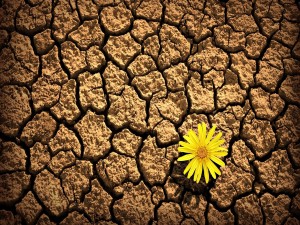 Flor amarilla en la tierra seca