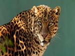La mirada del leopardo