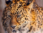 Leopardo con cara triste