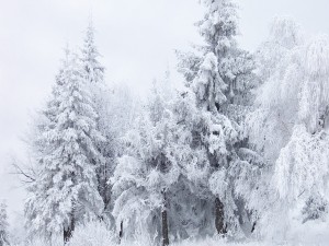 Árboles blancos por la nevada