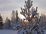 El sol tras el pino nevado