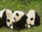 Tres osos panda