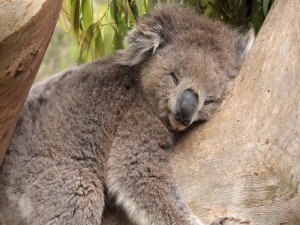 Koala dormido en el árbol