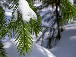 Rama de pino con restos de nieve