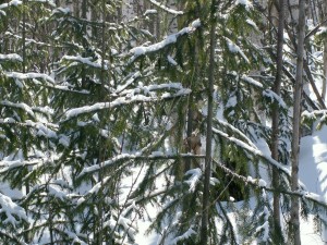 Pinos con nieve en sus ramas