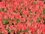 Tulipanes de dos colores