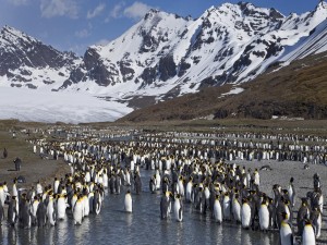 Postal: Colonia de pingüinos