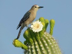 Pajarito sobre la flor de un cactus
