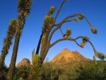 Cactus y árboles entre las montañas