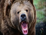 La boca del oso