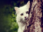 Gato blanco junto al árbol