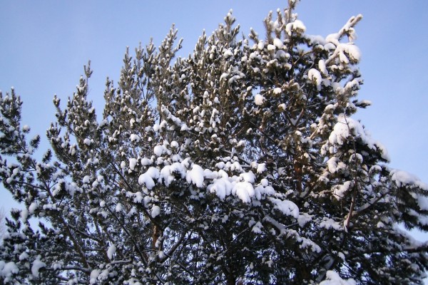 Nieve en la copa del pino