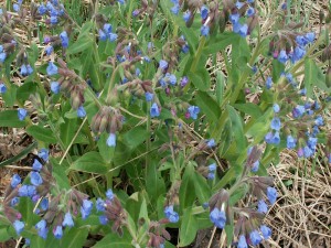 Postal: Plantas con flores azuladas