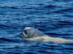 Postal: Oso polar nadando en el mar