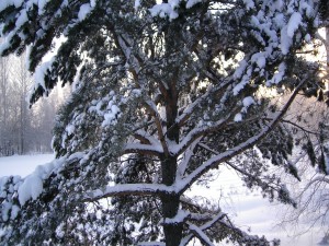 Las ramas del pino cubiertas de nieve