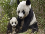 Pequeño panda junto a su mamá